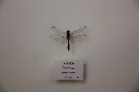 紅赤蜻蜓藏品圖，第1張