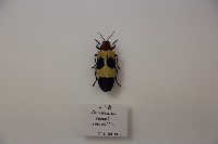 吉丁蟲藏品圖，第1張