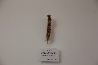 毛毛蟲 (黑框藍閃蝶幼蟲)藏品圖，第1張