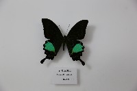 巴黎翠鳳蝶藏品圖，第1張