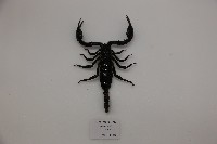 馬來西亞雨林蠍藏品圖，第1張