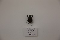 智利長牙鍬形蟲藏品圖，第1張