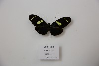 華萊士袖蝶藏品圖，第1張