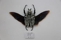 白紋大角花金龜藏品圖，第1張