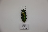 大吉丁蟲藏品圖，第1張