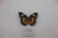 花裙鋸蛺蝶藏品圖，第1張