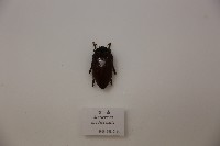 吉丁蟲藏品圖，第1張