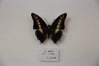 玉牙螯蛺蝶藏品圖，第1張