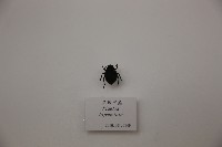 黑殼甲蟲藏品圖，第1張