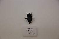 黑甲蟲藏品圖，第1張