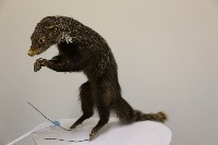 棕簑貓標本藏品圖，第1張