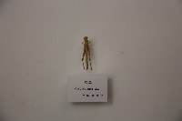 蝗蟲藏品圖，第1張