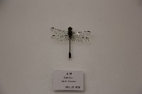 春蜓藏品圖，第1張