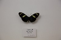 華萊士袖蝶藏品圖，第1張