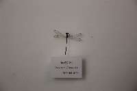 細蟌(公)藏品圖，第1張