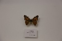 小紅蛺蝶藏品圖，第1張