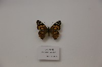 小紅蛺蝶藏品圖，第1張