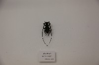 糙皮模天牛藏品圖，第1張