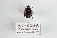 東方白點花金龜藏品圖，第1張