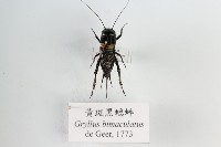 黃斑黑蟋蟀藏品圖，第1張