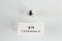 麗蠅藏品圖，第1張