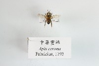 中華蜜蜂藏品圖，第1張
