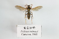 黃長腳蜂藏品圖，第1張