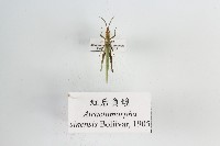 紅后負蝗藏品圖，第1張