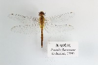 薄翅蜻蜓藏品圖，第1張