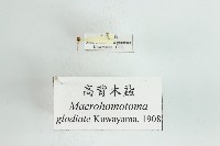 高背木蝨藏品圖，第1張