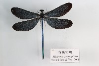 白痣珈蟌藏品圖，第1張