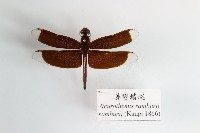 善變蜻蜓藏品圖，第1張