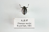 大豉甲藏品圖，第1張