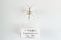 中華水螳螂藏品圖，第1張