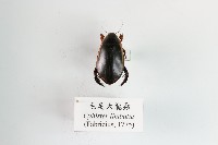 毛足大龍蝨藏品圖，第1張