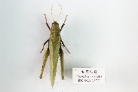 臺灣大蝗藏品圖，第1張