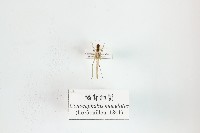 褐背細蟴藏品圖，第1張