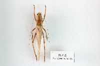 擬矛螽藏品圖，第1張