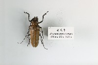 桑天牛藏品圖，第1張