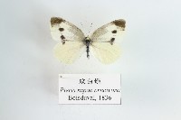 紋白蝶藏品圖，第1張