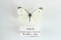 紋白蝶藏品圖，第1張