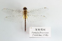 薄翅蜻蜓藏品圖，第1張