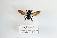 銅翼眥木蜂藏品圖，第1張