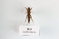 螻蛄藏品圖，第1張