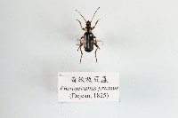 黃紋放屁蟲藏品圖，第1張