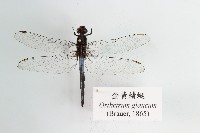 金黃蜻蜓藏品圖，第1張