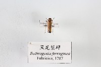 黑尾葉蟬藏品圖，第1張