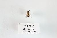 中華蜜蜂藏品圖，第1張