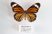 黑脈樺斑蝶藏品圖，第1張