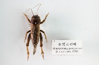 臺灣大蟋蟀藏品圖，第1張
